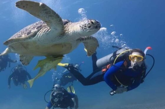 Diving trip